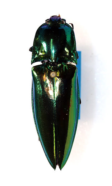 Jewel beetle