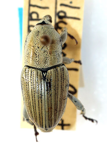 Weevil