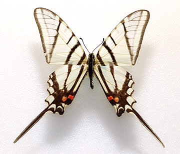 Mexican Kite-Swallowtail
