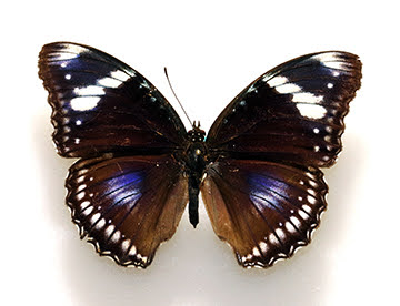  Great Eggfly