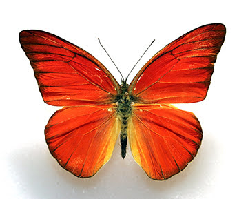 Orange albatross butterfly