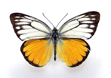 Yellow and white butterfly