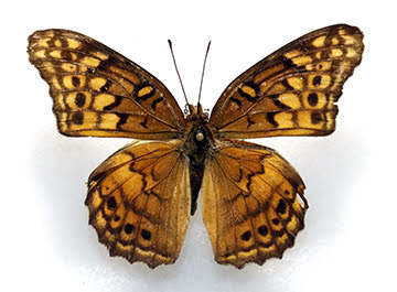 Fritillary butterfly