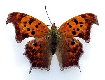 Comma butterfly