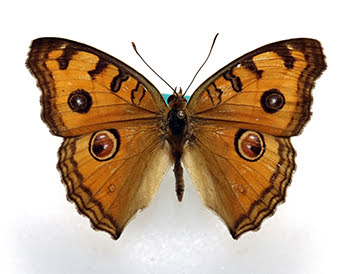 Junonia butterfly