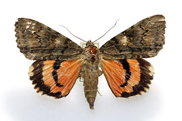 Noctuid moth