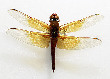 Dragonfly