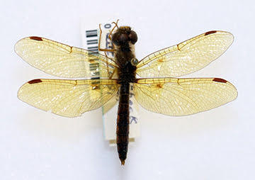 Dragonfly