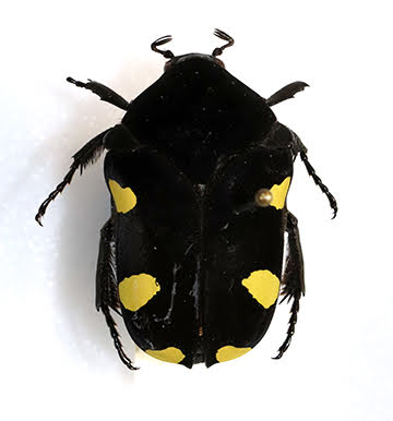 Cetoniine beetle
