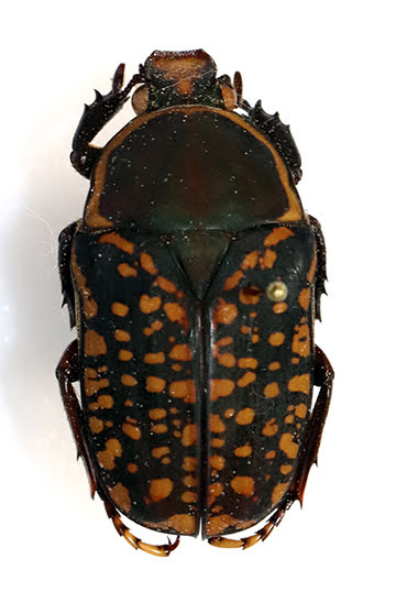 Cetoniine beetle