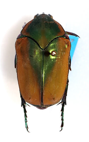 Cetoniine beetle