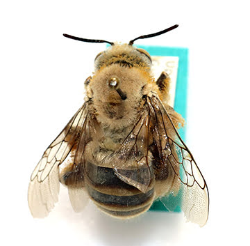 Carpenter bee