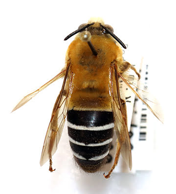 Cellophane bee