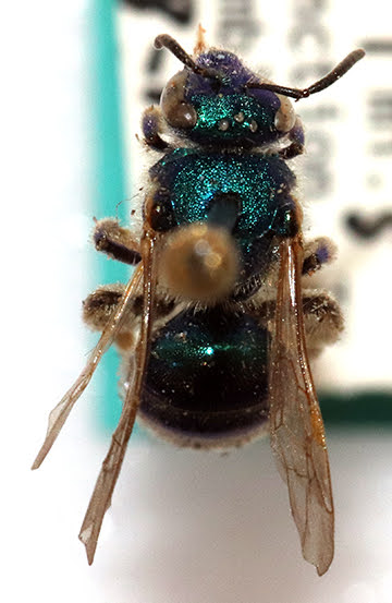 Sweat bee