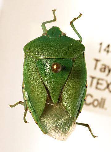 Green true bug