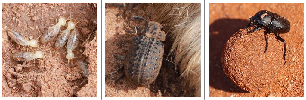 Termites, a hide beetle, and a dung beetle
