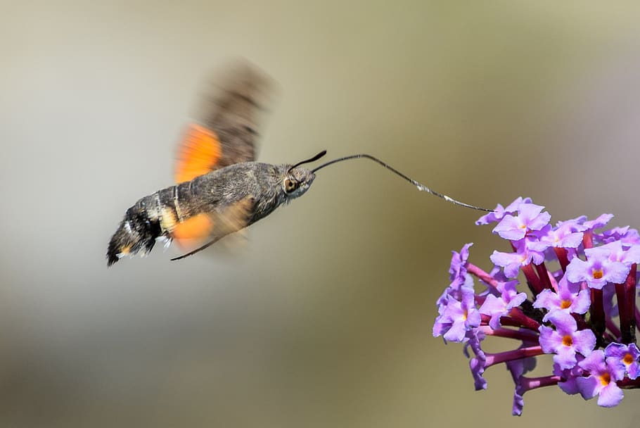 Hawk moth by flowers