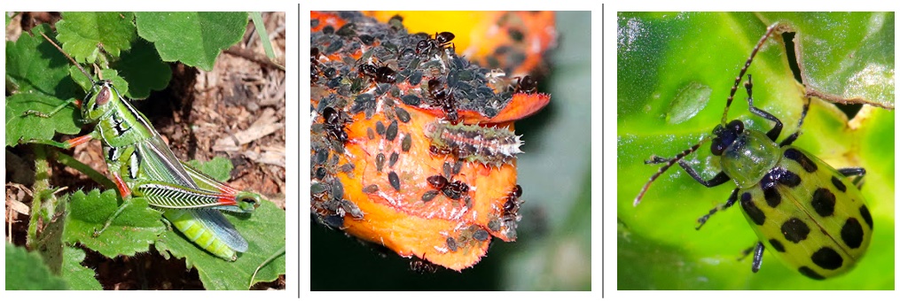 A grasshopper, aphids, and a leaf beetle