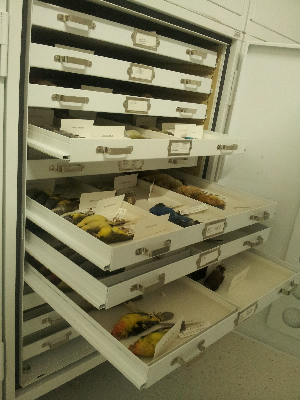 cabinet in bird collection room