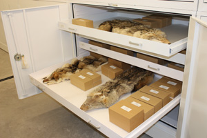 cabinet in mammal collection room