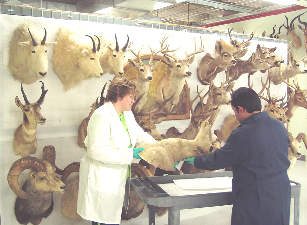 Scientist working with specimens in Mammals Collection