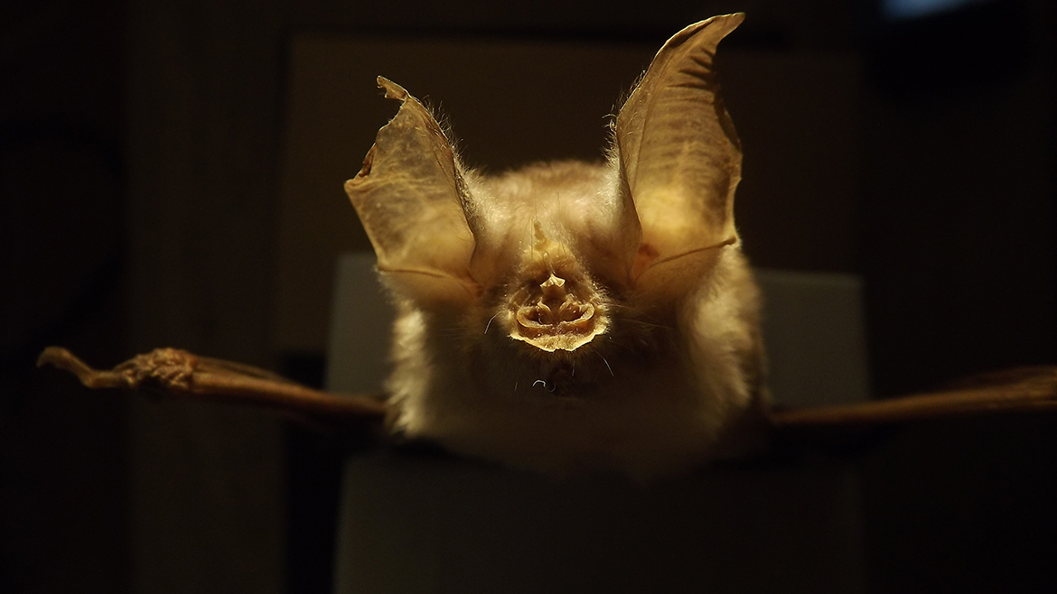 Bat from the NSRL Mammal Collection