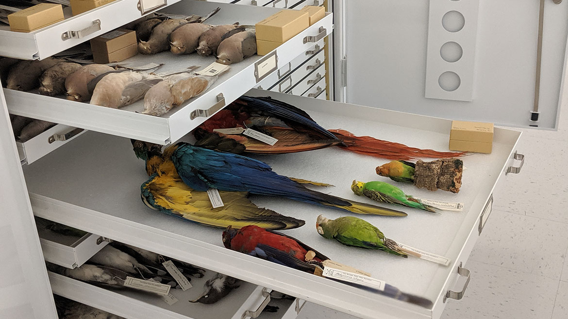 Voucher Birds from the NSRL Bird Collection