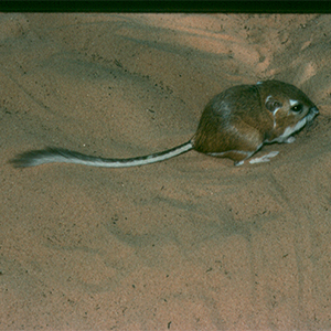 ordii mouse