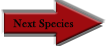 Next Species
