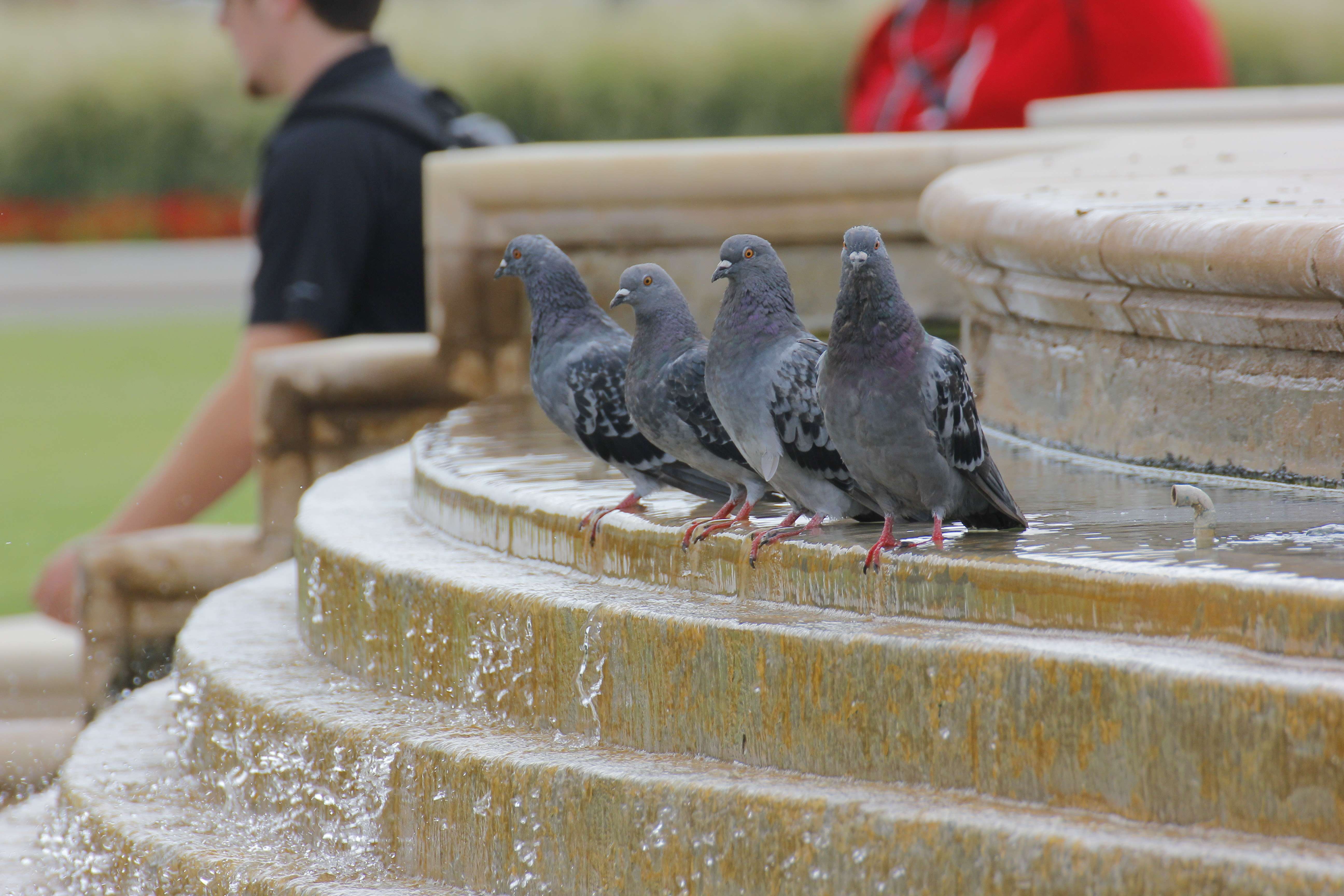 Pigeons on TTU Campus