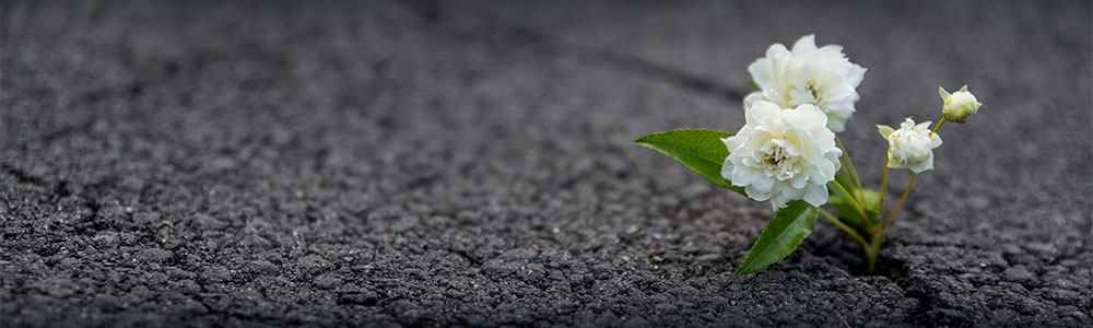 resilient flower growing out of crack in asphalt