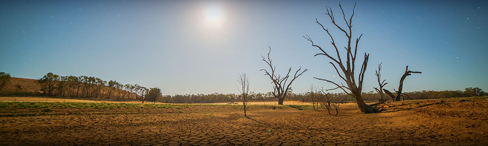 arid landscape, cracked earth and dead barren trees under a bright sun and cloudless sky
