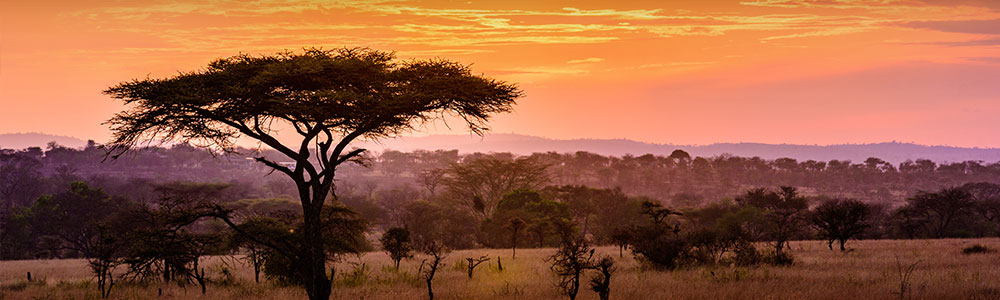 Sunset in savannah of Africa with acacia trees, Safari in Serengeti of Tanzania