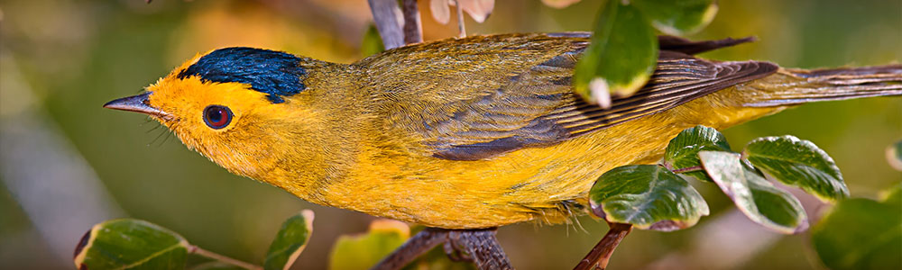 A Wilson's Warbler, yellow bird with a blue crown, perched on a tree limb.