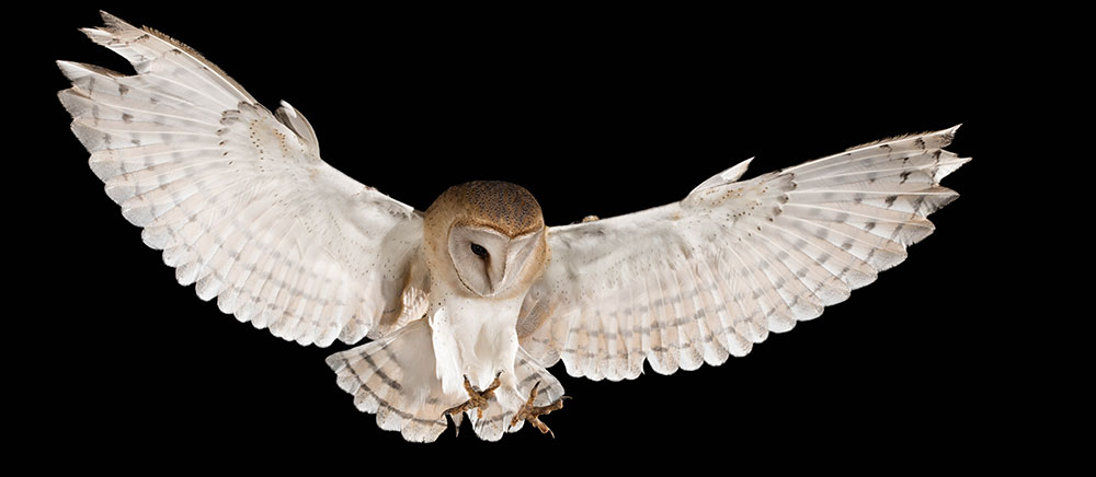 owl in flight at night