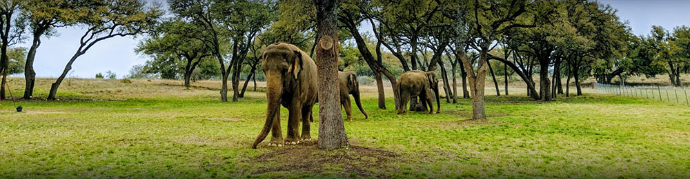 Elephants among the trees on The Preserve