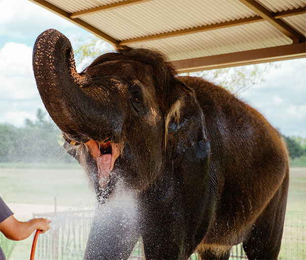 Elephant being bathed at The Preserve