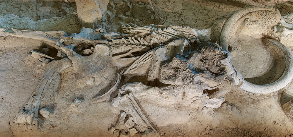 Columbian Mammoth at a dig site in Waco, Texas.