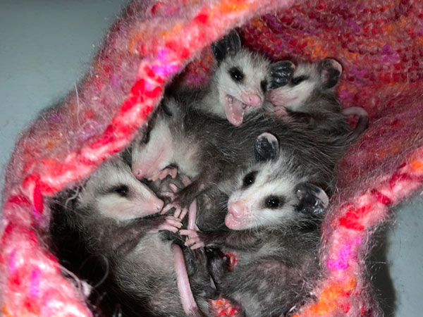 Virginia Opposum Litter