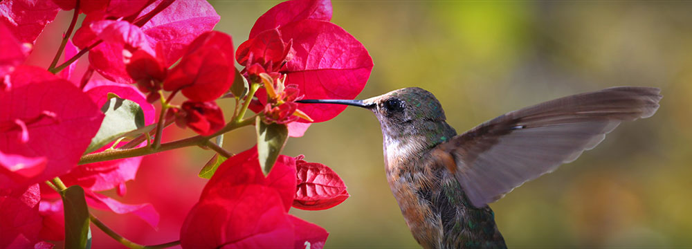  humming bird drinking from a flower