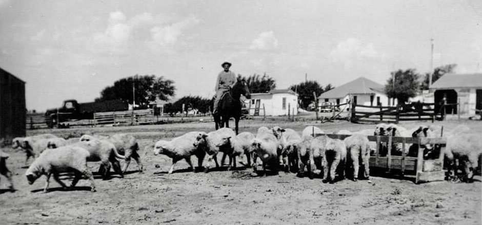 John B. Caraway's great-grandfather with his sheep on his farm northeast of Lubbock, circa 1930s.