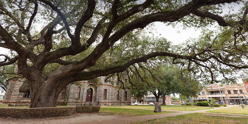 A live oak known as The Hanging Tree in front of the Goliad County courthouse.