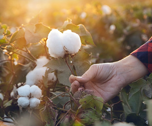 Hand harvesting a cotton in a field as sun sets in the background.