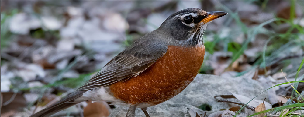 American Robin on the ground.