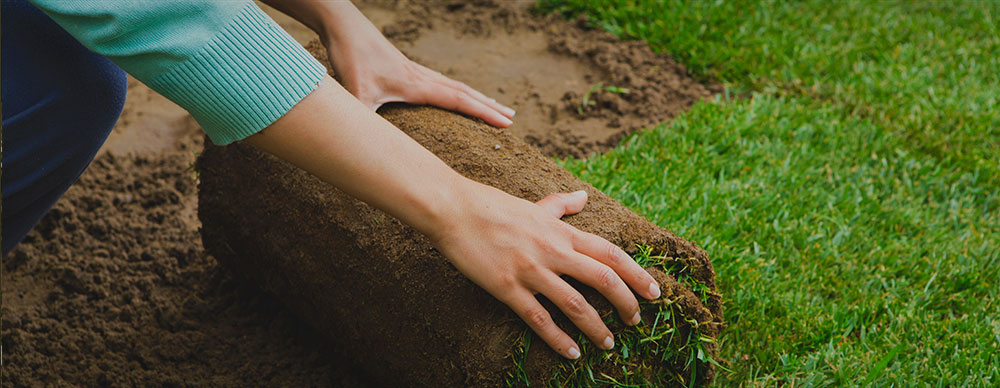 Gardener preparing land and applying turf rollers