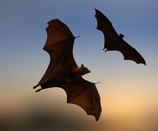 Bats in flight.