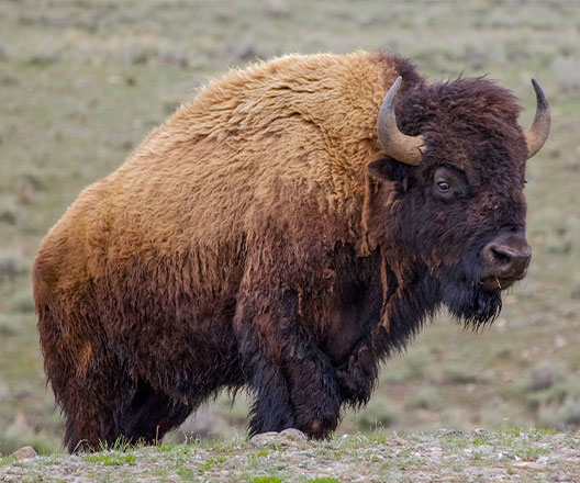 Buffalo