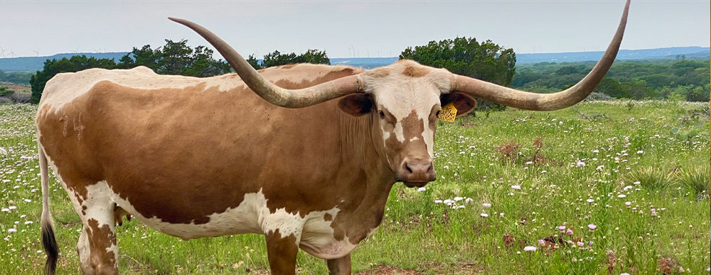 Longhorn in field