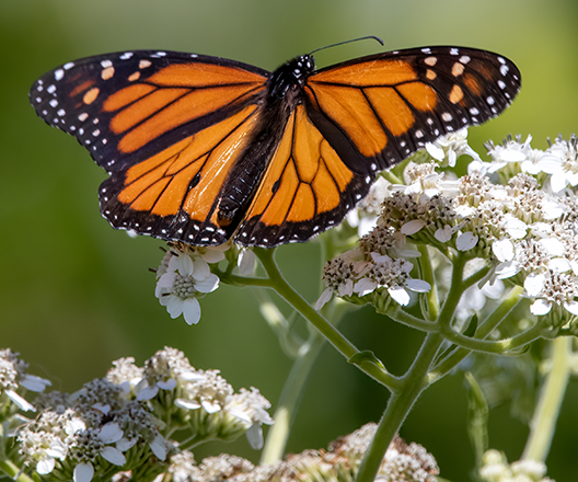 Male monarch butterfly on a white flower frostweed with its wings open.