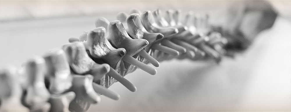 Vertebrae of human spine